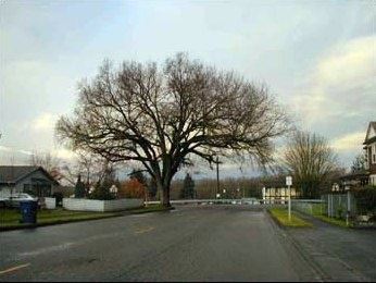 Arlingtons 1st Heritage Tree